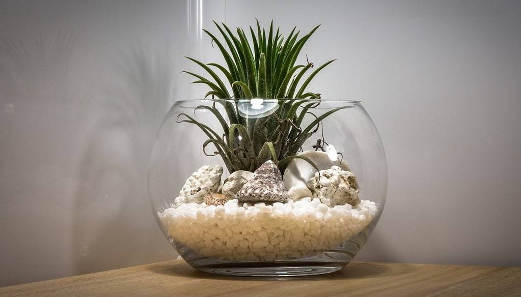 Choisir les plantes adaptées à votre espace